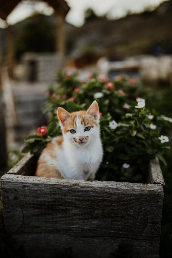 Eco Village Nevidio Poscenje Exteriér fotografie